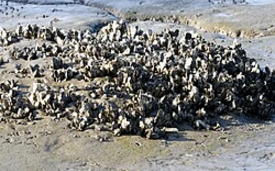 Eastern oyster