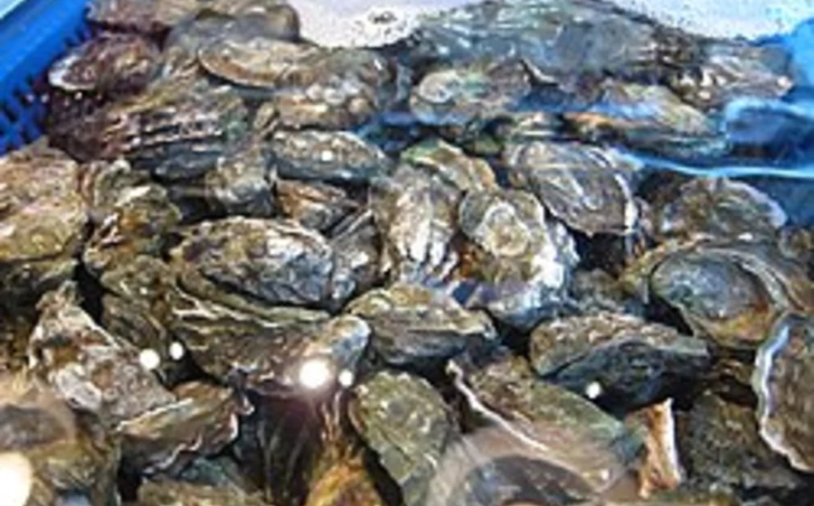 Nutrient Credits and Pearls: A Perfect Simile