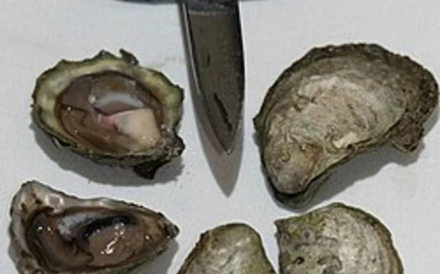 Olympia oyster