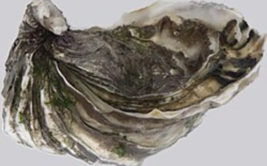 Pacific oyster