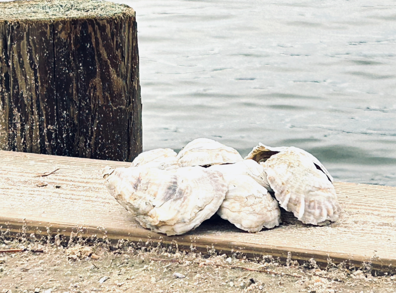 Oysters beside the water before restoration deployment